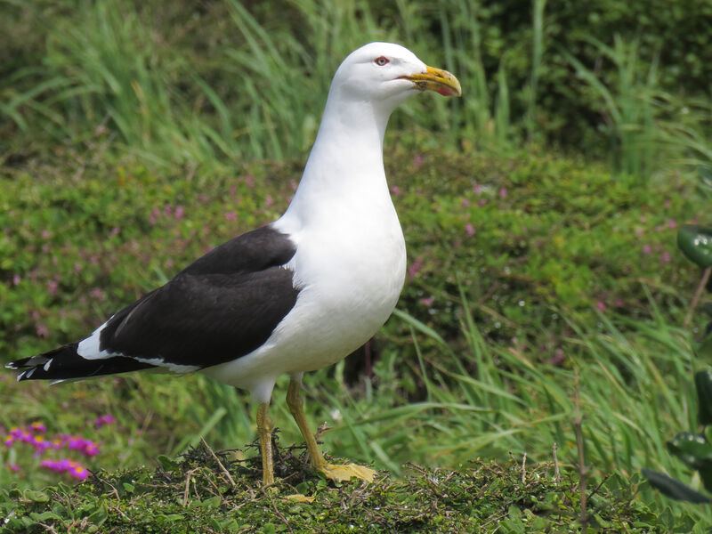 Kelp Gull