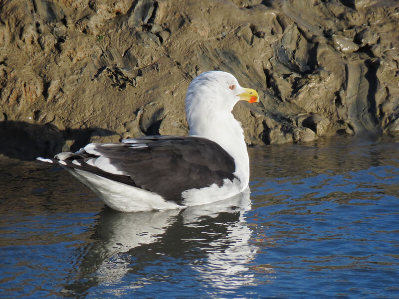 Great Black-backed Gull