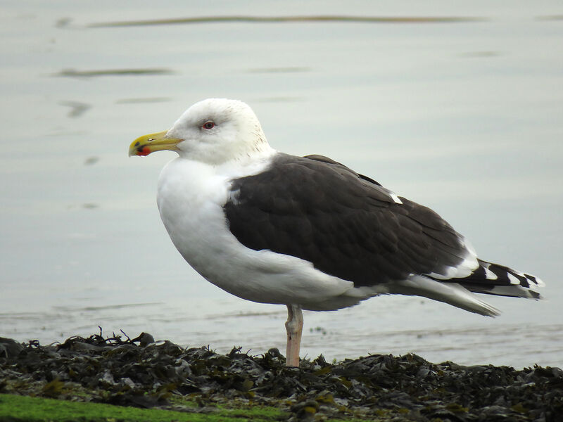 Great Black-backed Gull