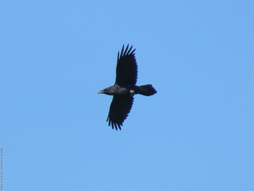 Grand Corbeau