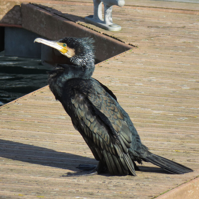 Great Cormorant