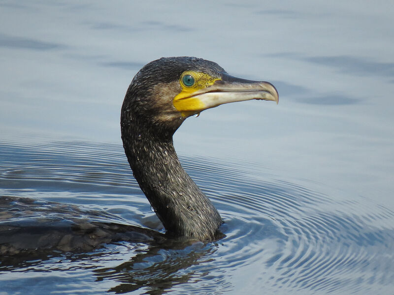 Great Cormorant