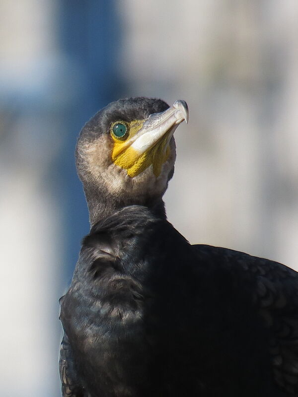 Great Cormorant