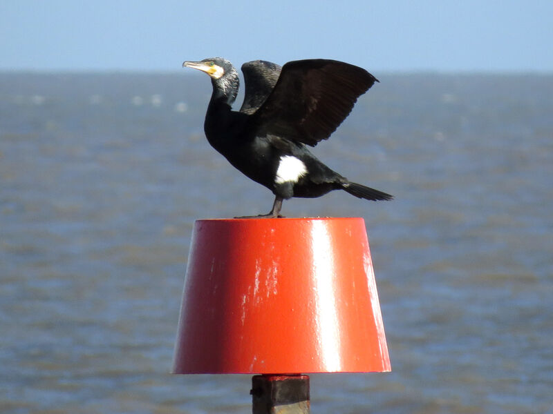 Great Cormorant