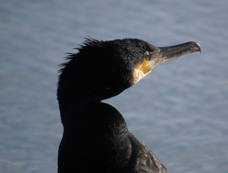 Great Cormorant, close-up portrait