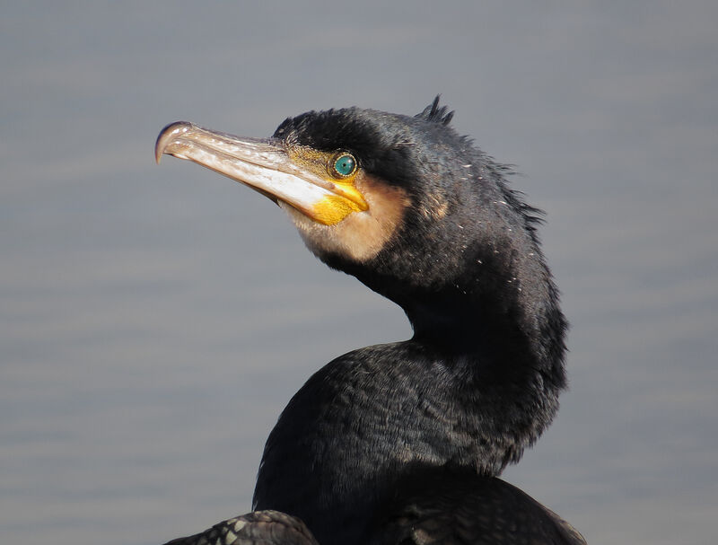 Grand Cormoran, portrait