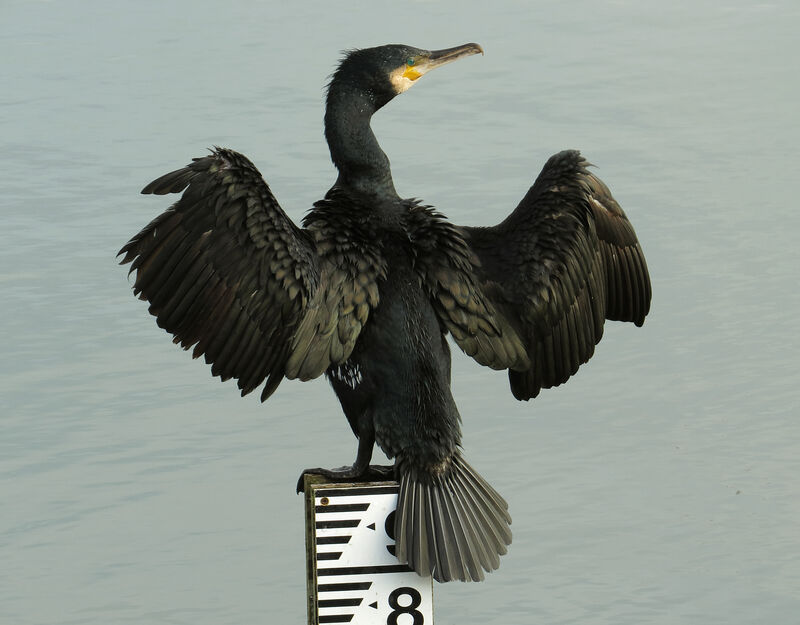 Grand Cormoran