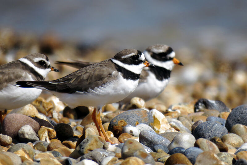 Common Ringed Plover