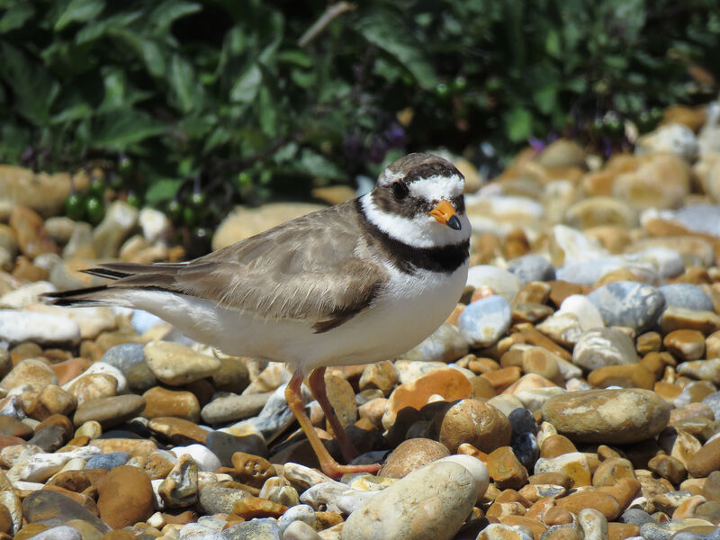 Common Ringed Plover