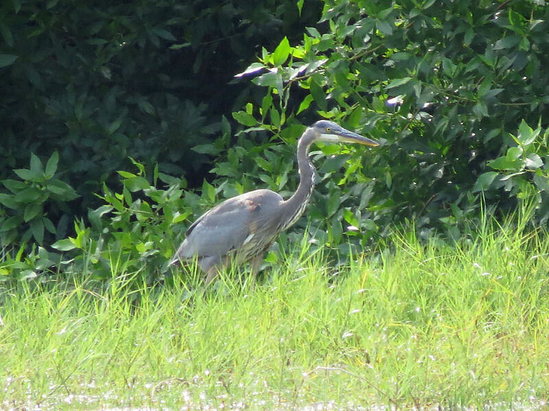 Great Blue Heron