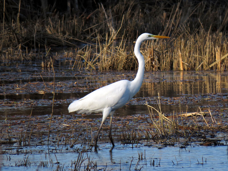 Grande Aigrette