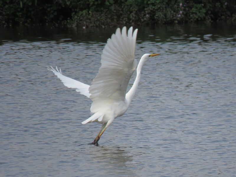 Grande Aigrette