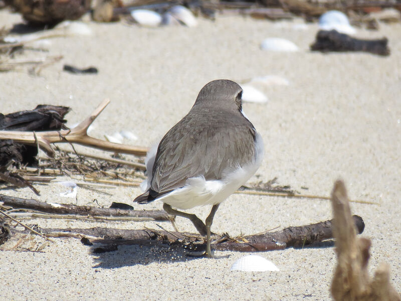 Double-banded Plover