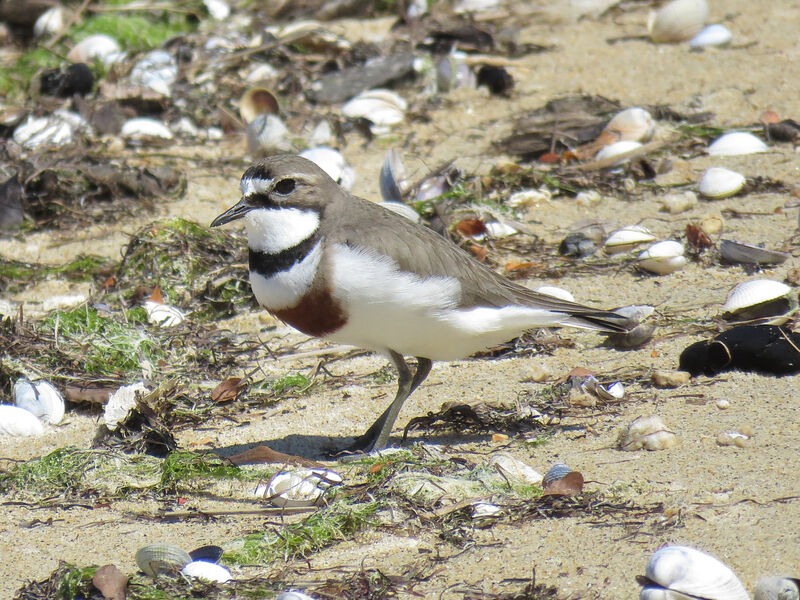 Double-banded Plover