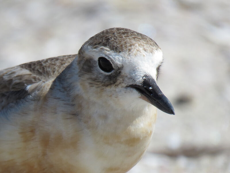 New Zealand Plover, close-up portrait