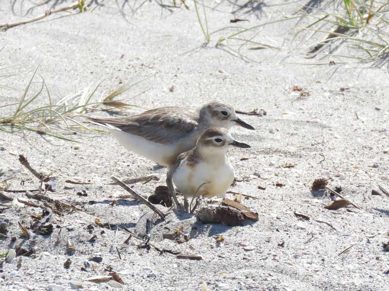 New Zealand Plover