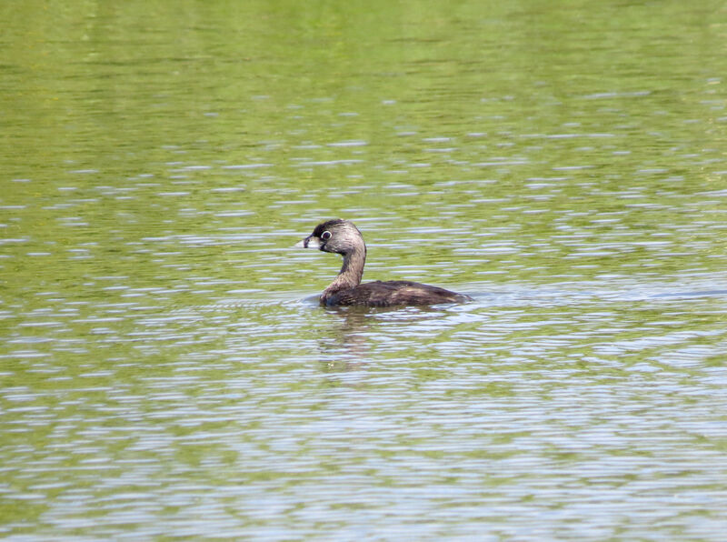 Pied-billed Grebe