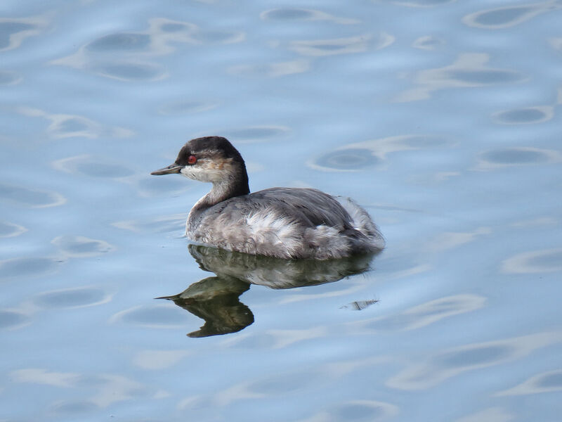 Black-necked Grebe