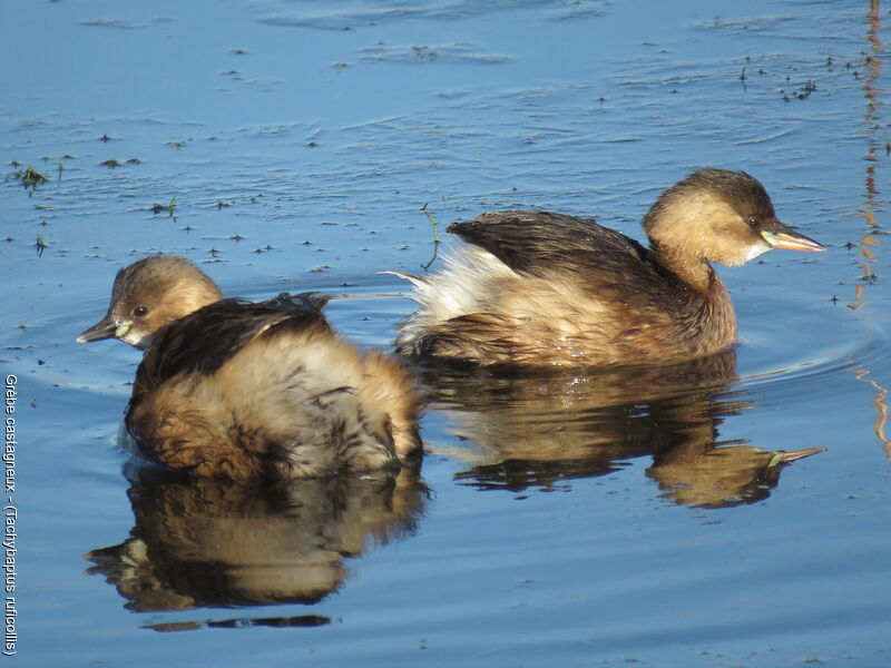 Little Grebe