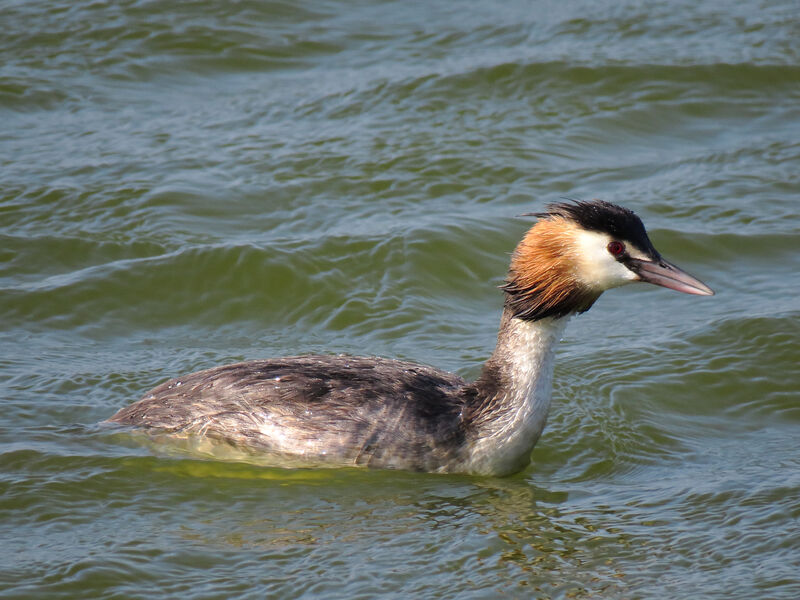 Great Crested Grebe