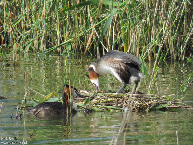 Grèbe huppéadulte nuptial, habitat, Nidification