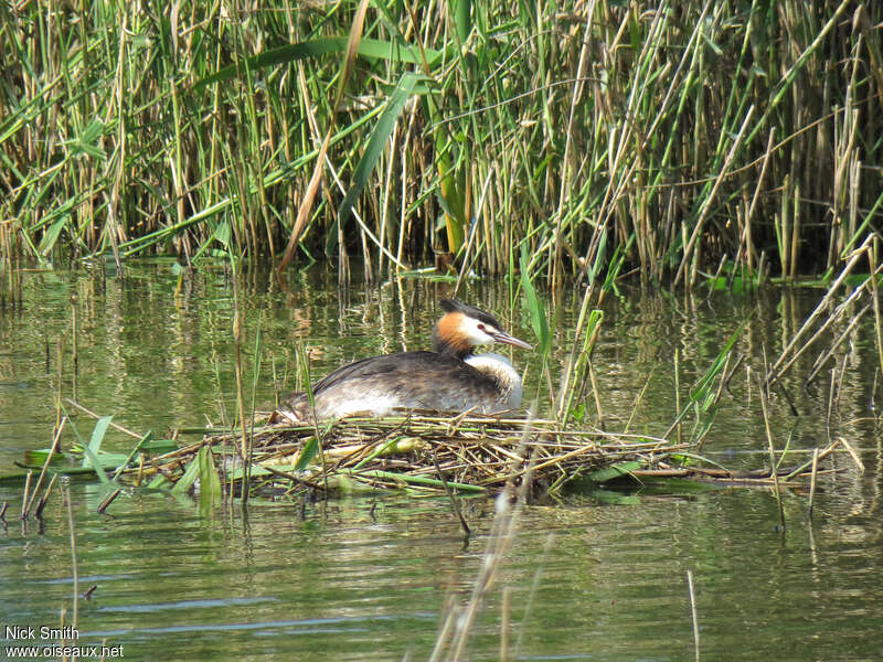 Great Crested Grebe, habitat