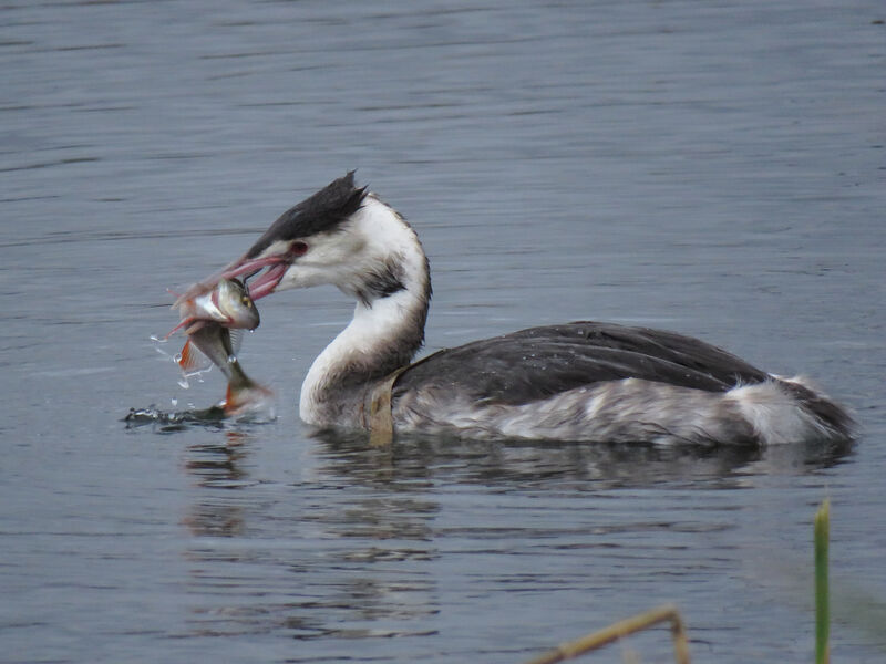 Great Crested Grebe