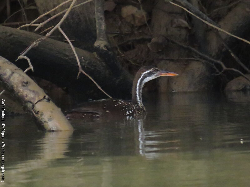 African Finfoot