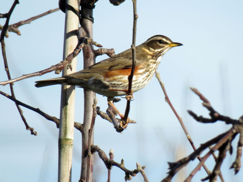 Redwing