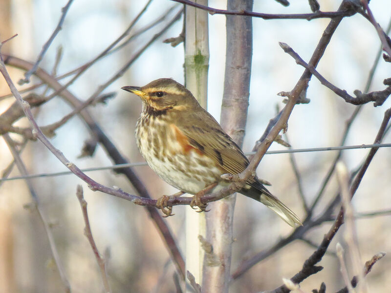 Redwing