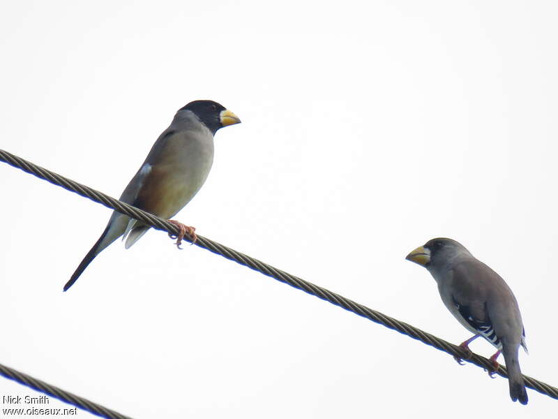 Gros-bec migrateur mâle adulte, identification