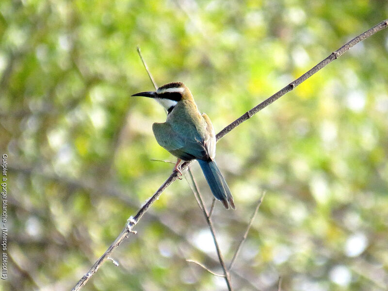 White-throated Bee-eater