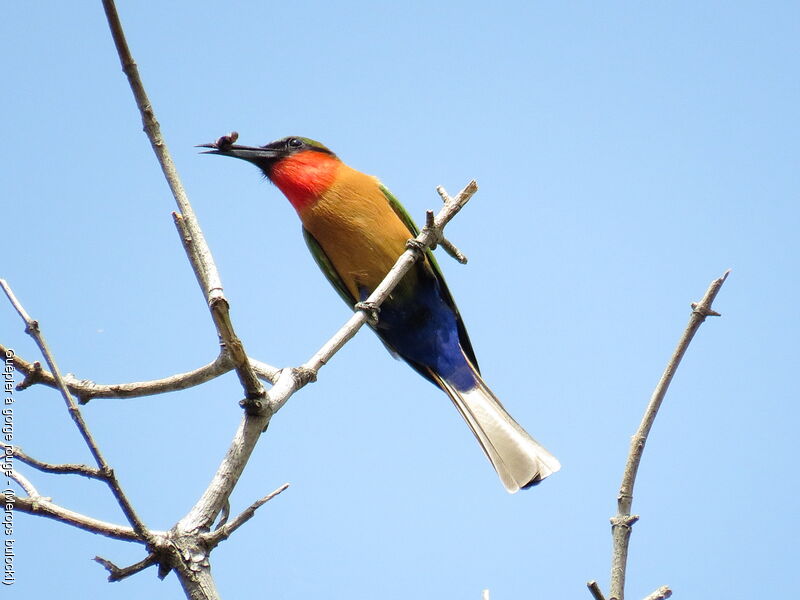 Red-throated Bee-eater