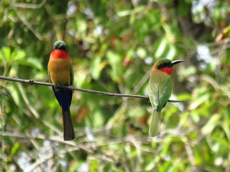 Red-throated Bee-eater