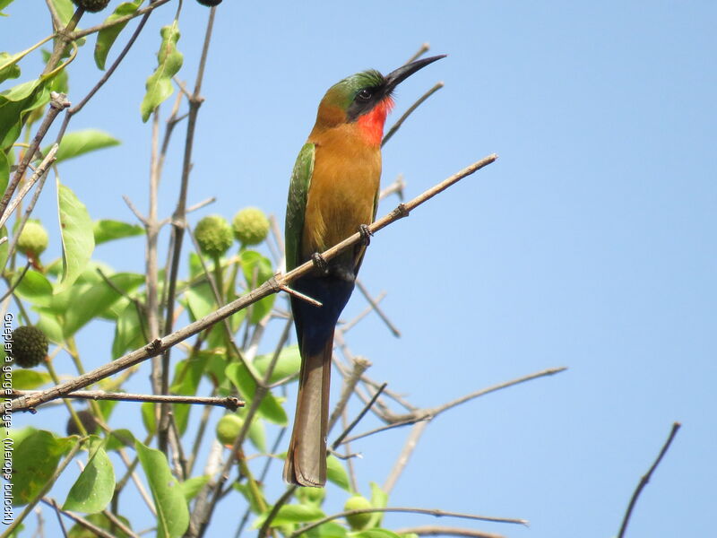 Red-throated Bee-eater