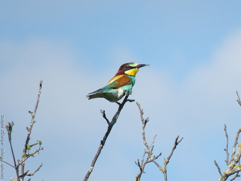 European Bee-eater