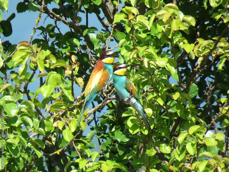 European Bee-eater