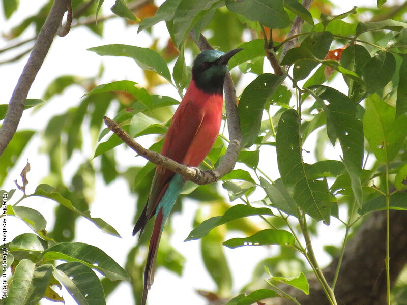 Northern Carmine Bee-eater