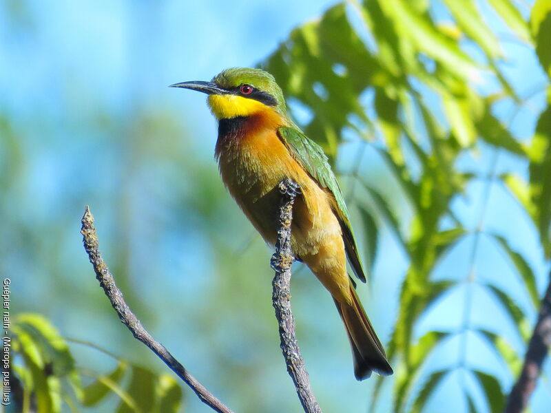 Little Bee-eater