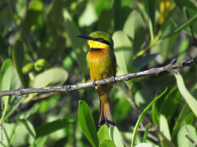 Little Bee-eater