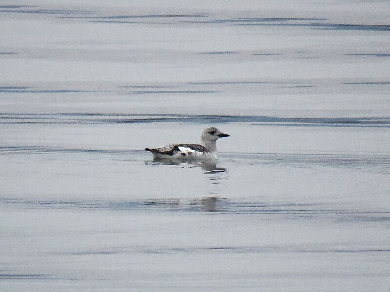 Guillemot à miroir