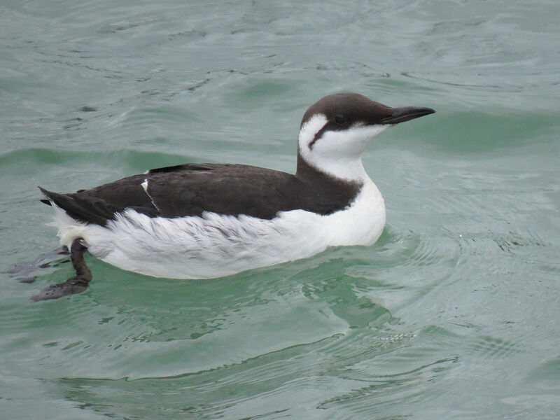 Common Murre