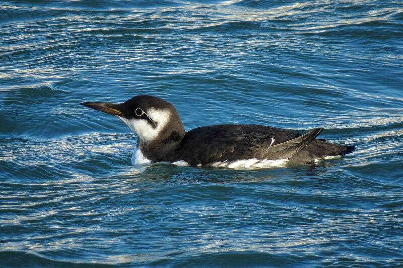 Common Murre