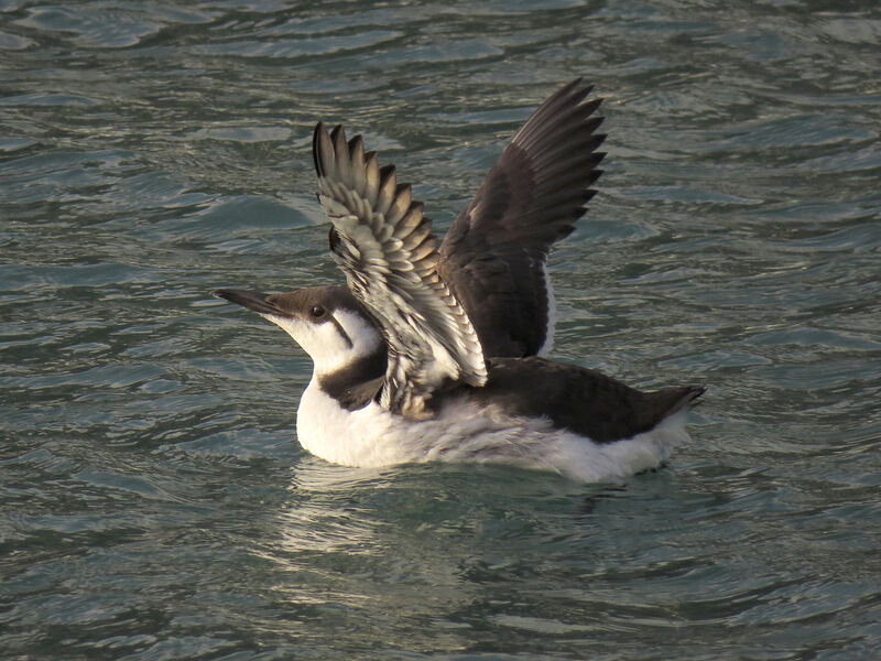 Common Murre