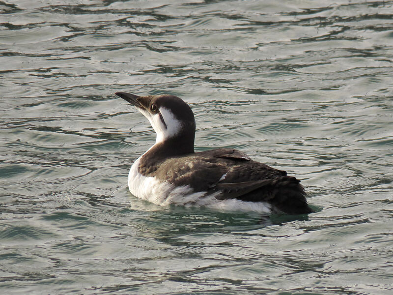 Common Murre