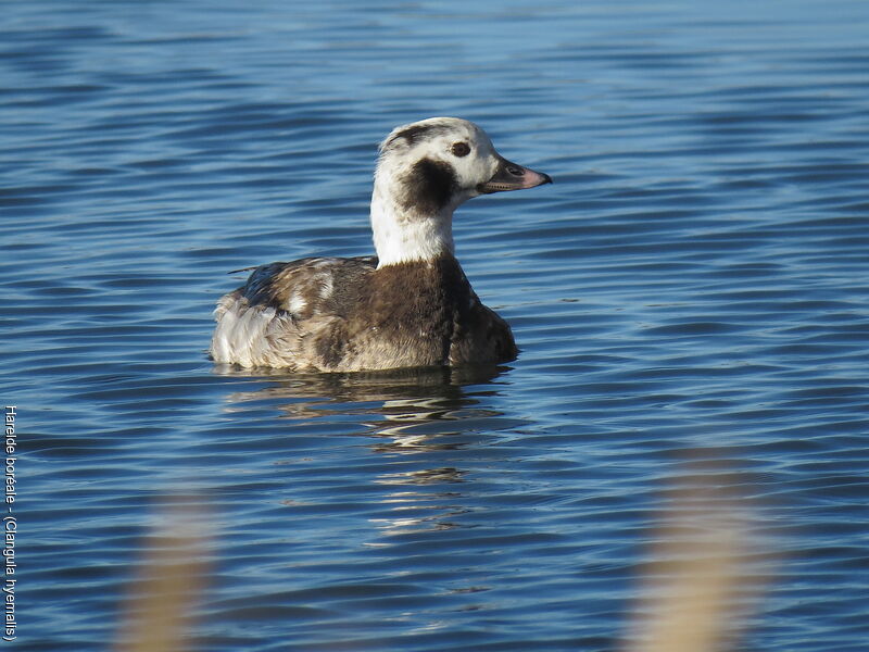 Long-tailed Duck