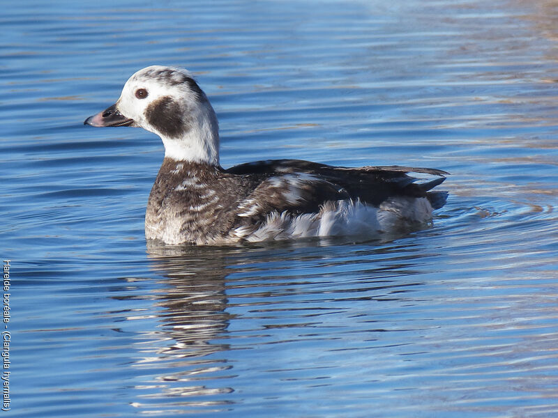 Long-tailed Duck