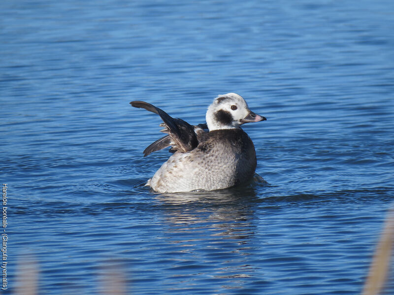 Long-tailed Duck