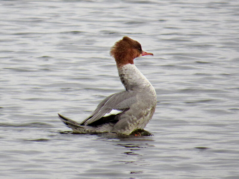 Common Merganser