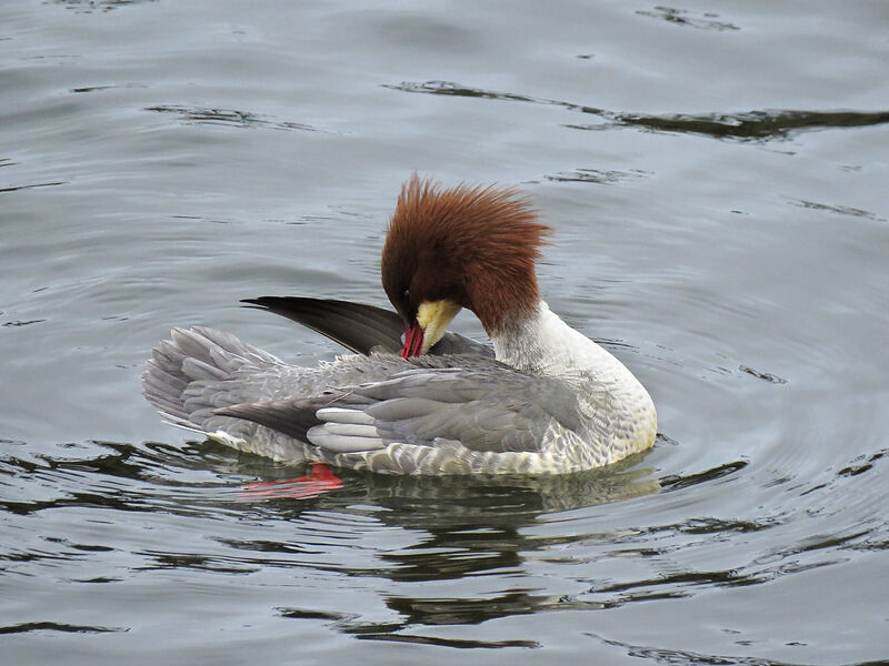 Common Merganser